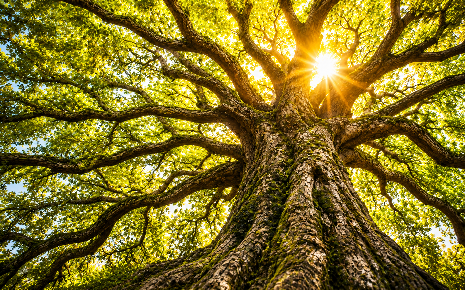 Generations of Growth